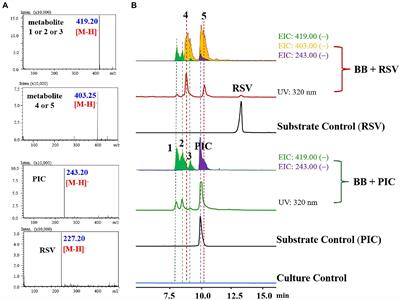 Microbial biotransformation to obtain stilbene methylglucoside with GPR119 agonistic activity